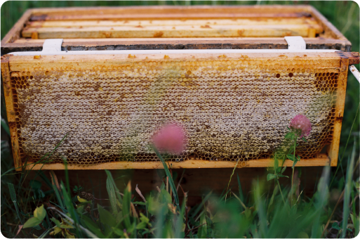 Frame of capped honey; photo credit: K. Wise photo